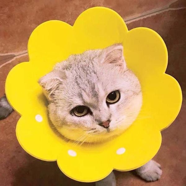 cat collars & leads sun flower shape puppy neck protect circle collar anti bite grasping licking cone recovery s/m/l
cat collars & leads sun flower shape puppy neck protect circle collar anti bite grasping licking cone recovery s/m/l