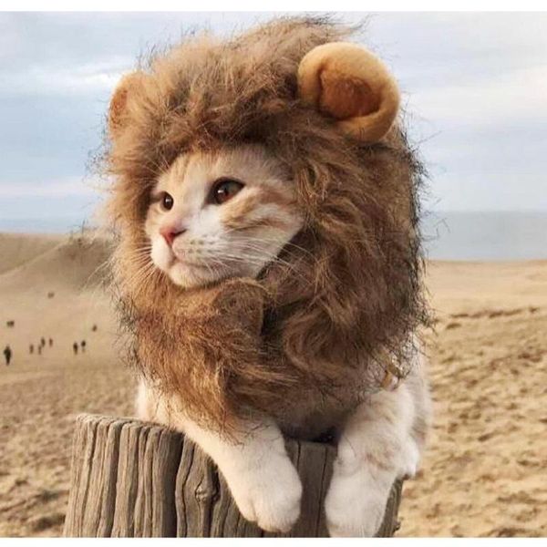 cute cat head band cosplay cap headdress performance props funny pet hat frog lion headgear costumes
cute cat head band cosplay cap headdress performance props funny pet hat frog lion headgear costumes