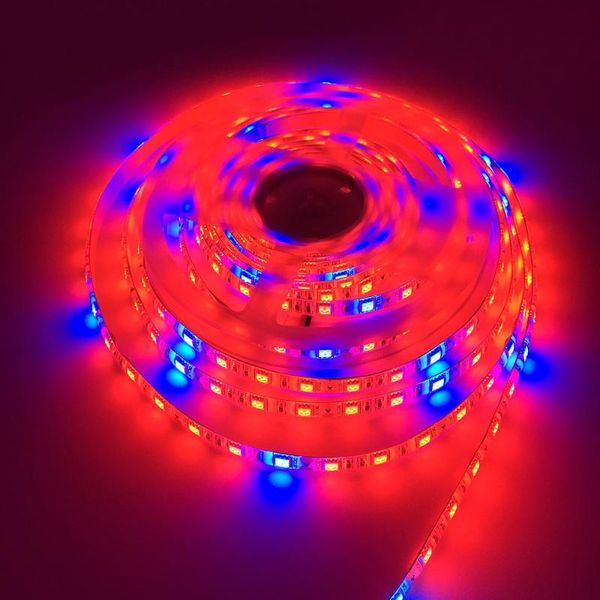 16.4ft 5m smd super bright aquarium coral led strip lighting spool waterproof dc 2v 300 leds 5 red blue 60leds/m roll wire strips
16.4ft 5m smd super bright aquarium coral led strip lighting spool waterproof dc 2v 300 leds 5 red blue 60leds/m roll wire strips