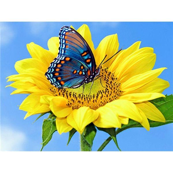 paintings butterfly painting by numbers pictures diy on canvas with frame kits for adults drawing coloring paint home decor art
paintings butterfly painting by numbers pictures diy on canvas with frame kits for adults drawing coloring paint home decor art