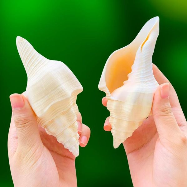 novelty items turbinella angulata natural conch shell specimen collection religious talisman amulet fish tank aquarium landscaping ornaments
novelty items turbinella angulata natural conch shell specimen collection religious talisman amulet fish tank aquarium landscaping ornaments