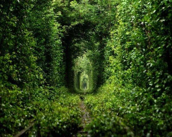 wallpapers dense jungle tunnel green landscape mural wallpaper 3d customized living room decoration bedroom
wallpapers dense jungle tunnel green landscape mural wallpaper 3d customized living room decoration bedroom