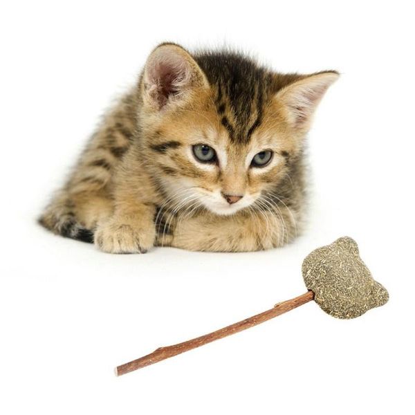 cat toys natural catnip for mint ball toy stick pet food kitten snack clean teeth rod wood
cat toys natural catnip for mint ball toy stick pet food kitten snack clean teeth rod wood
