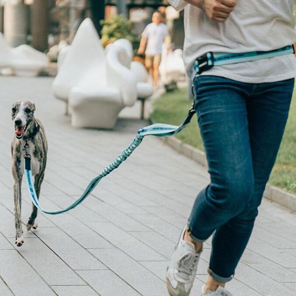 dog collars & leashes hands leash for running walking jogging adjustable reflective elastic waist dogs accessories
dog collars & leashes hands leash for running walking jogging adjustable reflective elastic waist dogs accessories