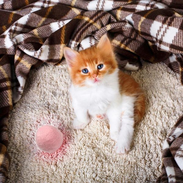 dogness smart pet toy cat game products kitten vocalize ball catnip automatic red dot bird called funny playing toys
dogness smart pet toy cat game products kitten vocalize ball catnip automatic red dot bird called funny playing toys