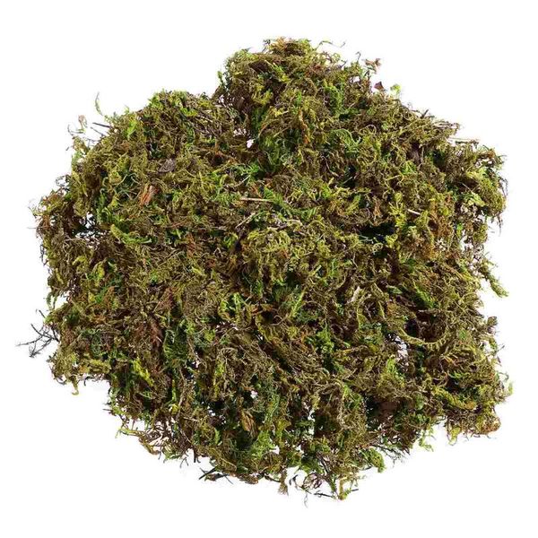 decorative flowers & wreaths 3 packs natural moss lichen green plants for home garden
decorative flowers & wreaths 3 packs natural moss lichen green plants for home garden