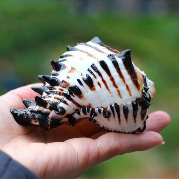 novelty items natural conch shells black zebra murex u.s. fish tank platform landscape creative gift coral
novelty items natural conch shells black zebra murex u.s. fish tank platform landscape creative gift coral