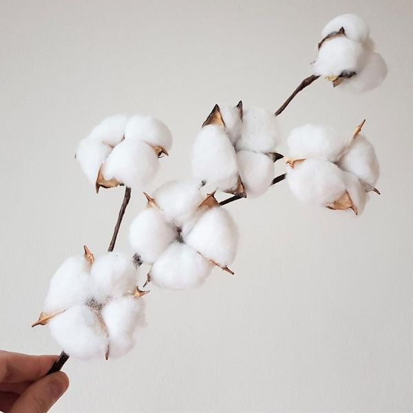 decorative flowers & wreaths 1 stem 6 heads natural cotton branch home decor dried flowes stems widding plants artificial bouquet
decorative flowers & wreaths 1 stem 6 heads natural cotton branch home decor dried flowes stems widding plants artificial bouquet
