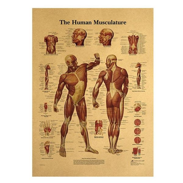paintings body map canvas wall pictures for education home decor human anatomy muscles system art poster print
paintings body map canvas wall pictures for education home decor human anatomy muscles system art poster print