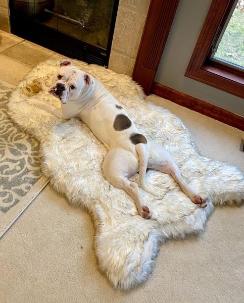 kennels & pens faux fur dog mat curve white winter soft warm cozy pet cushion for medium large dogs cats - durable luxurious throws blanket
kennels & pens faux fur dog mat curve white winter soft warm cozy pet cushion for medium large dogs cats - durable luxurious throws blanket
