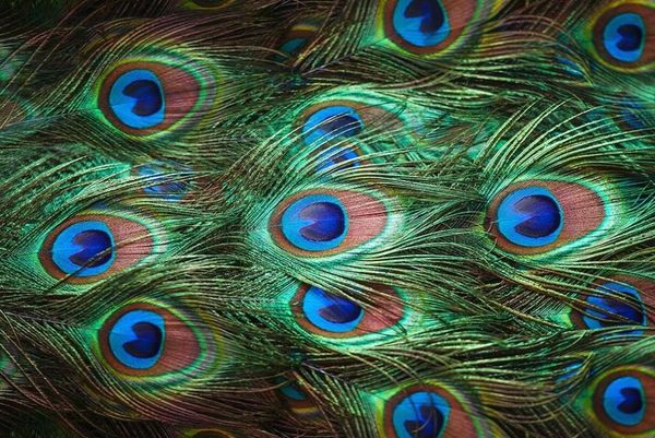 wallpapers custom wallpaper peacock feather close-up simple background wall size can be customized mural 3d for
wallpapers custom wallpaper peacock feather close-up simple background wall size can be customized mural 3d for