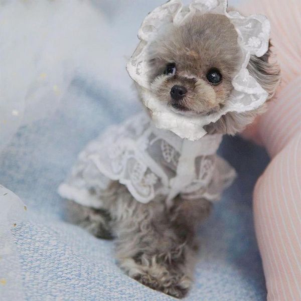 pet hat breathable good-looking round neck puppy lace skirt for dog supplies cute dresses cat princess clothes apparel
pet hat breathable good-looking round neck puppy lace skirt for dog supplies cute dresses cat princess clothes apparel