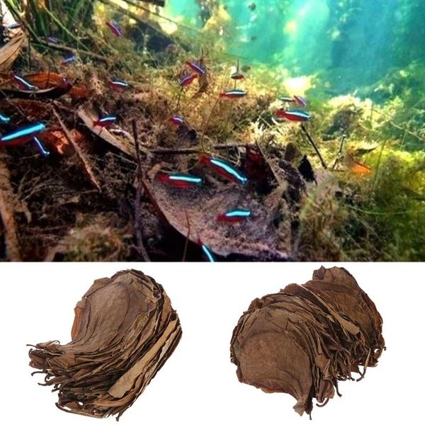 50pcs natural catappa leaves almond leaf fish cleaning treatment aquarium tank decorations
50pcs natural catappa leaves almond leaf fish cleaning treatment aquarium tank decorations