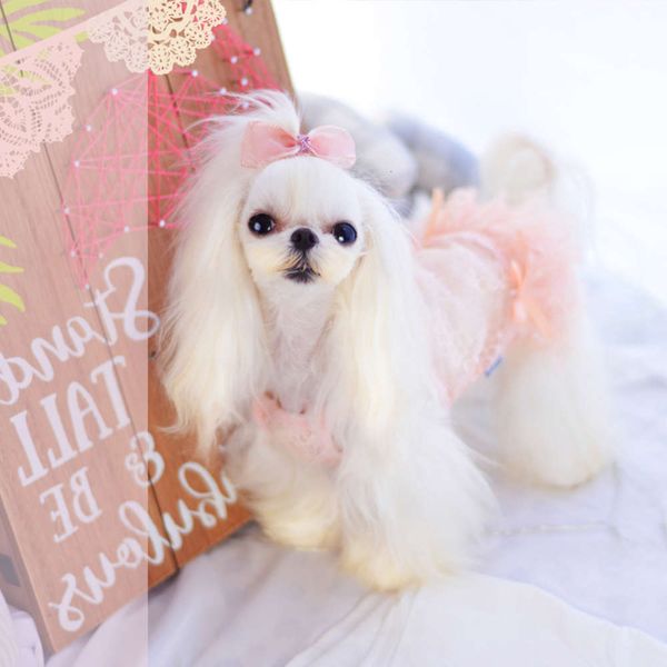 the dog clothes taotao petal pet clothes summer thin teddy dog lace princess suspender wedding dress
the dog clothes taotao petal pet clothes summer thin teddy dog lace princess suspender wedding dress