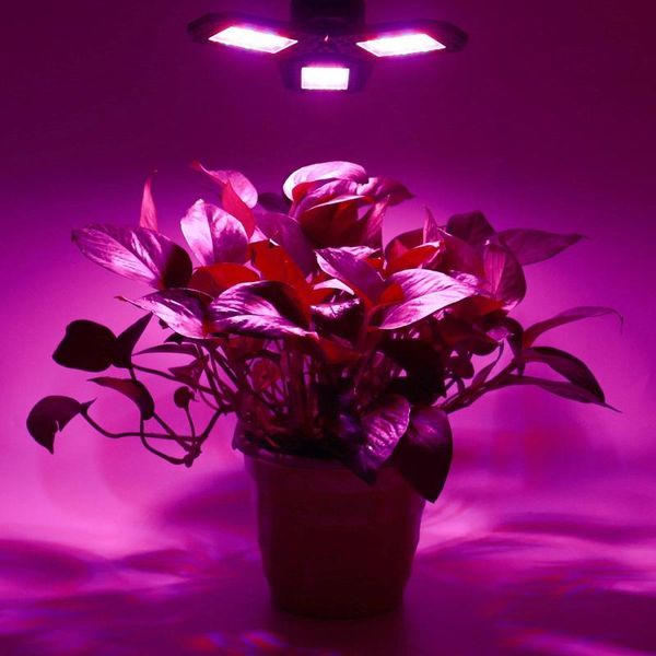grow lights 110v 120v 300w led hydroponic growing light for plants 144pcs leds full spectrum uv lamp plant flower seedling
grow lights 110v 120v 300w led hydroponic growing light for plants 144pcs leds full spectrum uv lamp plant flower seedling