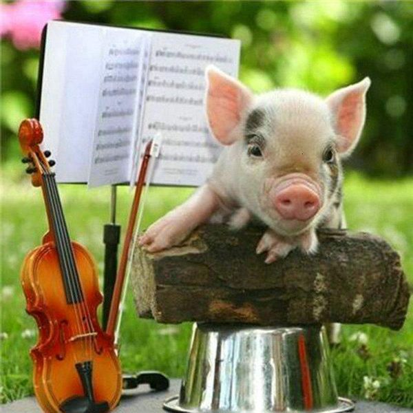 diamond painting pig violin full square art 5d diy mosaic crafts 
diamond painting pig violin full square art 5d diy mosaic crafts