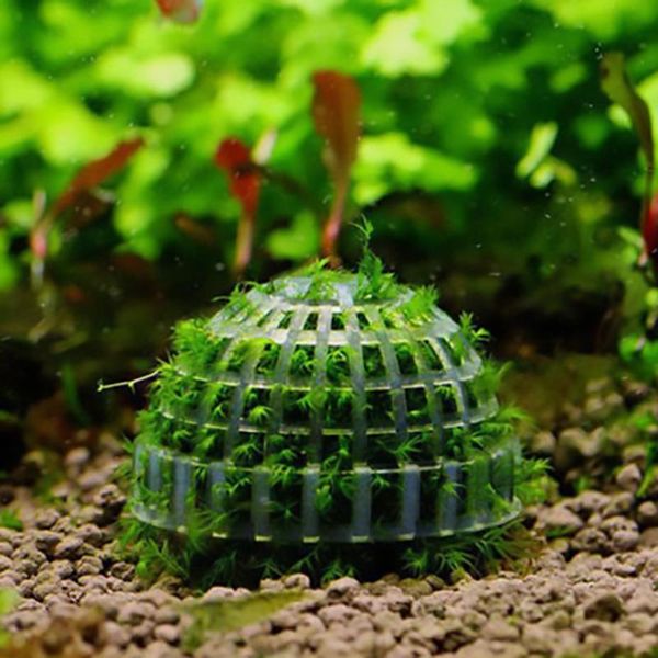 aquatic pet supplies aquarium decoration marimo moss ball live plants filter for java shrimps fish tank products decorations
aquatic pet supplies aquarium decoration marimo moss ball live plants filter for java shrimps fish tank products decorations
