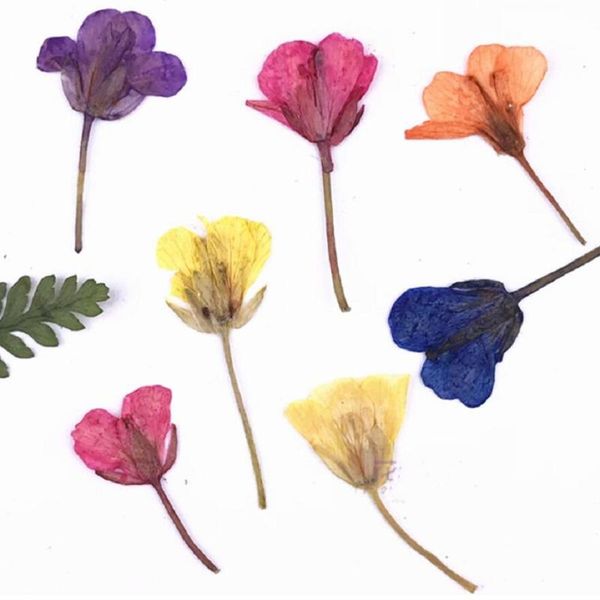 24pcs pressed dried canola cole flower herbarium for epoxy resin jewelry making phone case bookmark face makeup nail art diy decorative flow
24pcs pressed dried canola cole flower herbarium for epoxy resin jewelry making phone case bookmark face makeup nail art diy decorative flow