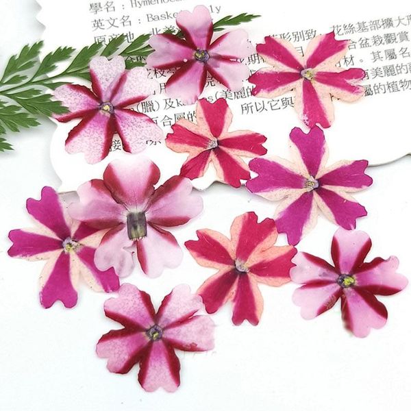 decorative flowers & wreaths wedding real pressed for specimen , verbena handmade floral dried flower 120pcs
decorative flowers & wreaths wedding real pressed for specimen , verbena handmade floral dried flower 120pcs
