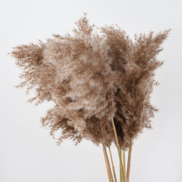 decorative flowers & wreaths center piece decor natural dried reed plants wedding flower bunch pampas tableau grass decoration phragmites de
decorative flowers & wreaths center piece decor natural dried reed plants wedding flower bunch pampas tableau grass decoration phragmites de