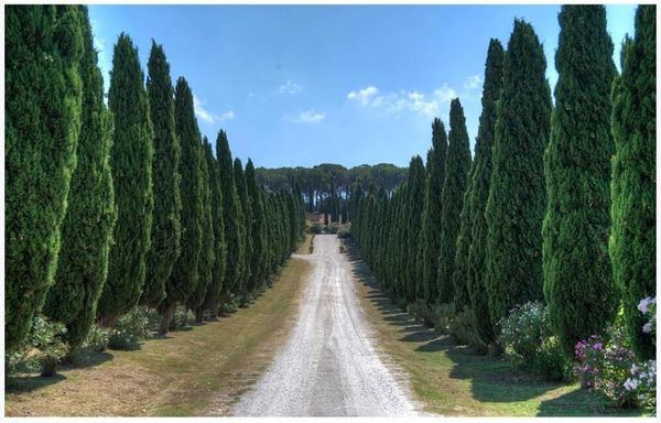 wallpapers 3d wallpaper custom po country forest path blue sky tv background home decor living room for walls 3 d
wallpapers 3d wallpaper custom po country forest path blue sky tv background home decor living room for walls 3 d