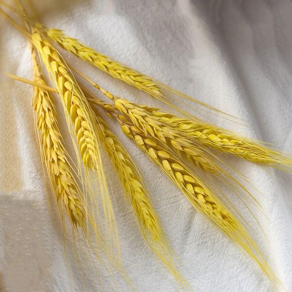 dried small pampas grass wedding flower bunch natural plants home decor phragmites ornamental real wheat ear fleurs sechees decorative flowe
dried small pampas grass wedding flower bunch natural plants home decor phragmites ornamental real wheat ear fleurs sechees decorative flowe