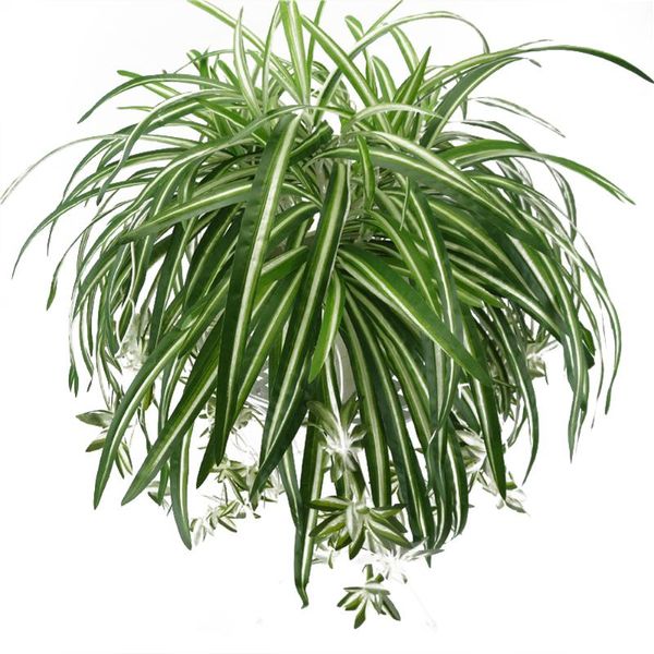 decorative flowers & wreaths artificial plants eucalyptus grass plastic ferns green leaves fake flower plant wedding home decoration table d
decorative flowers & wreaths artificial plants eucalyptus grass plastic ferns green leaves fake flower plant wedding home decoration table d