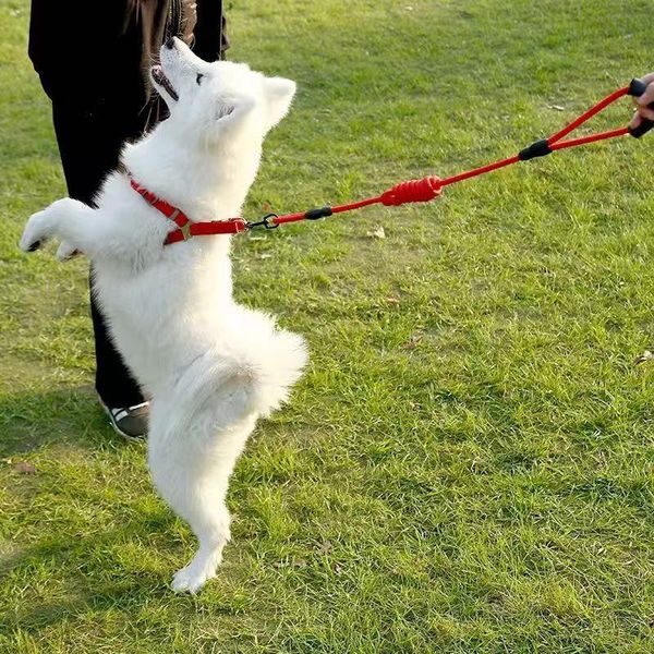 dog traction rope chain plain walking collar adjustable middle and large universal strap pet products collars & leashes
dog traction rope chain plain walking collar adjustable middle and large universal strap pet products collars & leashes