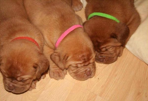 12pcs/lot dog's collars puppy kitten identification collar whelping id bands for small dogs cats pet supplies #w5 dog & leashes
12pcs/lot dog's collars puppy kitten identification collar whelping id bands for small dogs cats pet supplies #w5 dog & leashes