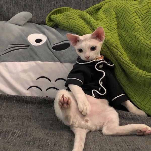 cat costumes kat kleding pet dunne leuke pyjama thuis jurk sphinx haarloze voor hond
cat costumes kat kleding pet dunne leuke pyjama thuis jurk sphinx haarloze voor hond