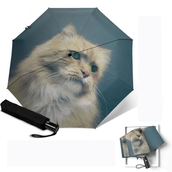 umbrellas kitten cat umbrella custom sun and rain women design automatic quick drying rainy parasol for kids gift
umbrellas kitten cat umbrella custom sun and rain women design automatic quick drying rainy parasol for kids gift