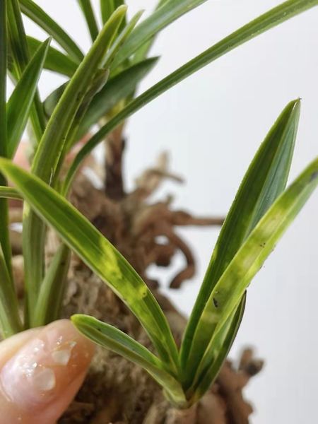chinese wild orchid rare greenery plant,potted orchids ground-grown whelan spotted grass chunlan short tabby
chinese wild orchid rare greenery plant,potted orchids ground-grown whelan spotted grass chunlan short tabby