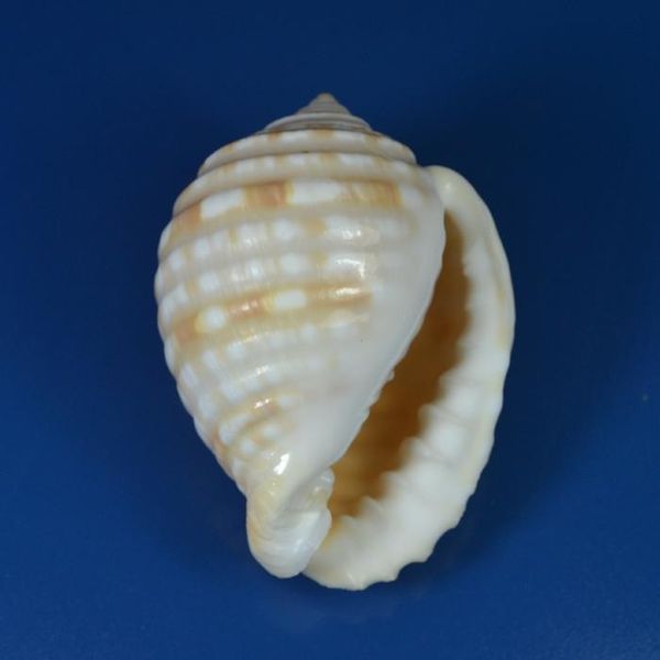 novelty items cn coarse quail snail natural rare conch collection home decoration
novelty items cn coarse quail snail natural rare conch collection home decoration