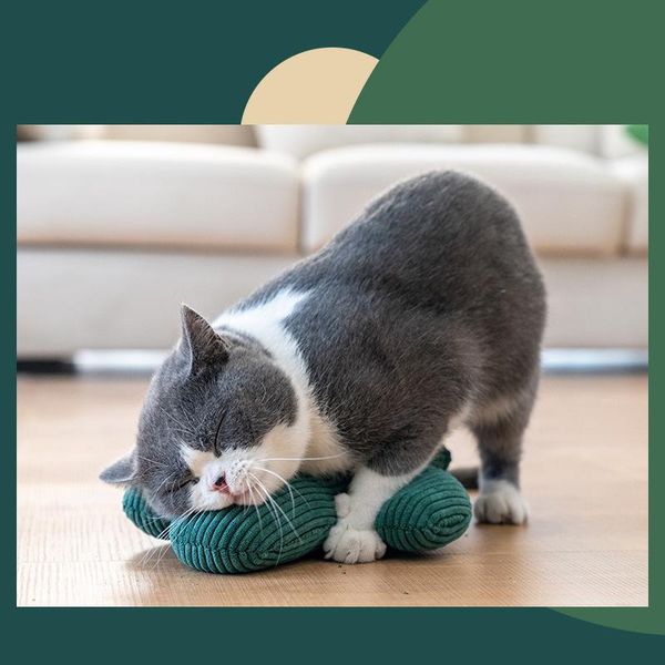cat toys cactus funny toy from hi catnip to relieve boredom and bite resistance supplies
cat toys cactus funny toy from hi catnip to relieve boredom and bite resistance supplies