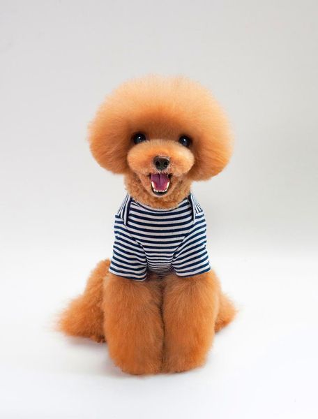 dog apparel classic striped pet clothes for dogs summer cotton puppy t-shirt small cats chihuahua pug pets shirts clothing
dog apparel classic striped pet clothes for dogs summer cotton puppy t-shirt small cats chihuahua pug pets shirts clothing