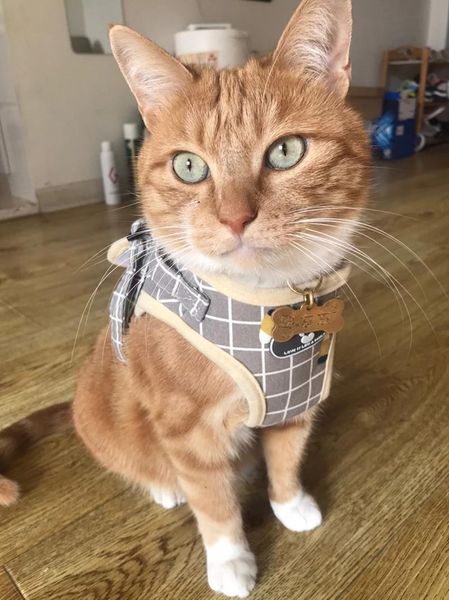 cat collars & leads fashion plaid harness for cats leash walking supplies pet clothes acessorios
cat collars & leads fashion plaid harness for cats leash walking supplies pet clothes acessorios