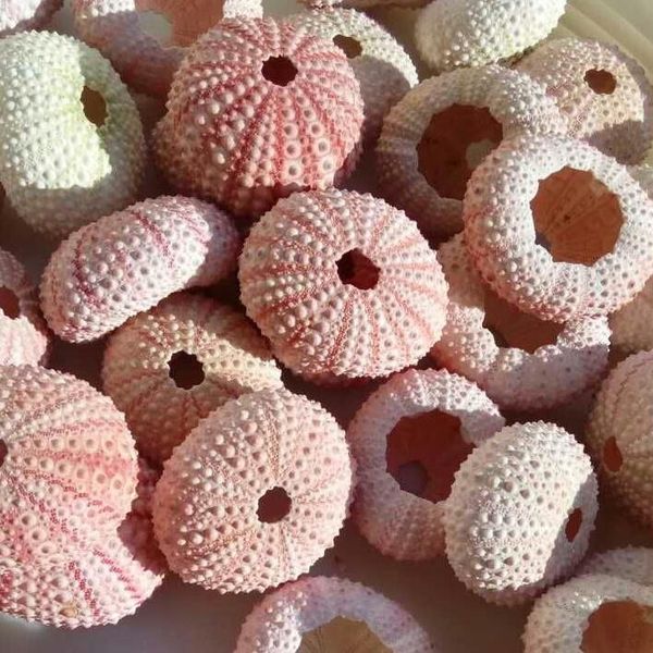 novelty items 2/4/6pcs natural sea urchins pink dream urchin shell design conch beach wedding decoration coastal home 3.5-5cm
novelty items 2/4/6pcs natural sea urchins pink dream urchin shell design conch beach wedding decoration coastal home 3.5-5cm