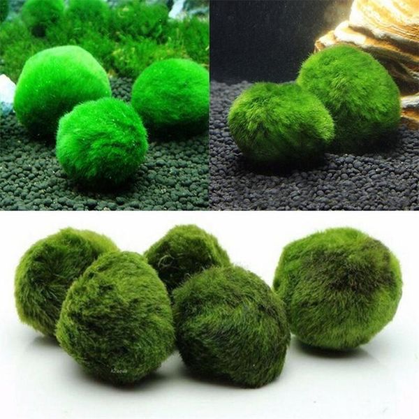 flone artificial green algae ball simulation water grass plant fake aquarium landscape decoration small decorative flowers & wreaths
flone artificial green algae ball simulation water grass plant fake aquarium landscape decoration small decorative flowers & wreaths