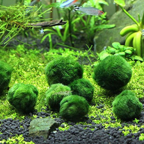 easy growing authentic aquarium ball landscaping green environmental fish tank decoration water plants seaweed decorations
easy growing authentic aquarium ball landscaping green environmental fish tank decoration water plants seaweed decorations
