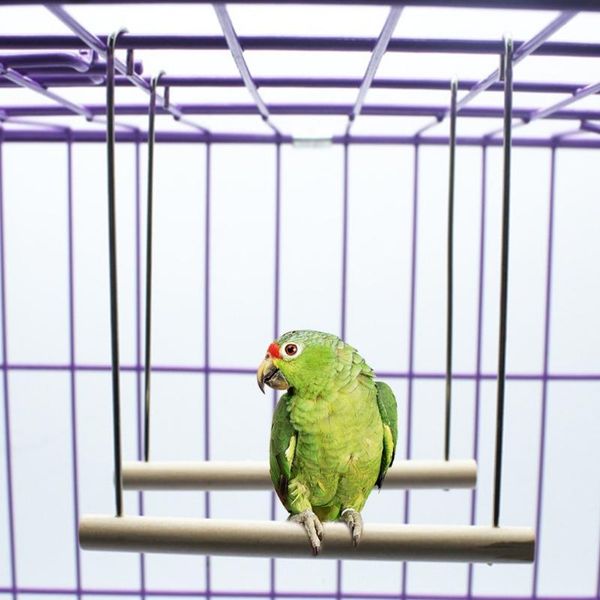 natural wooden birds perch parrots hanging swing cage pendant toys stand holder other bird supplies
natural wooden birds perch parrots hanging swing cage pendant toys stand holder other bird supplies