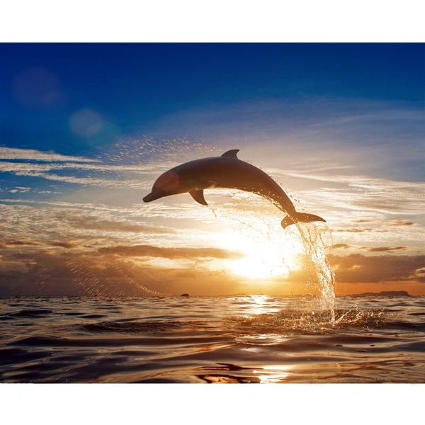paintings gatyztory dolphin seascape diy painting by numbers with frame for kids pictures canvas kits art handpainted
paintings gatyztory dolphin seascape diy painting by numbers with frame for kids pictures canvas kits art handpainted