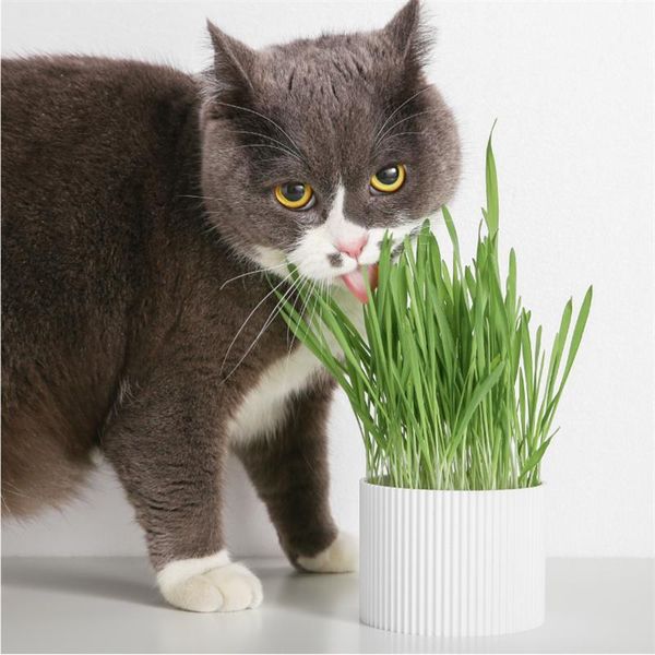cat toys soilless organic catgrass grass snack growing kit planting bag to remove hair ball cup
cat toys soilless organic catgrass grass snack growing kit planting bag to remove hair ball cup