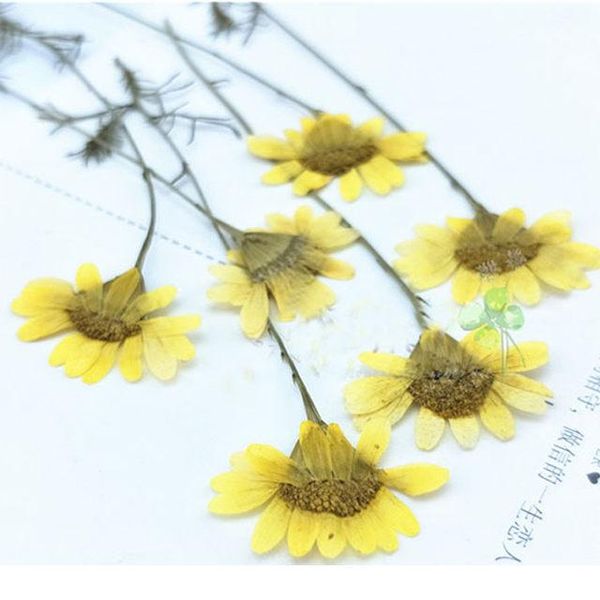 decorative flowers & wreaths chrysanthemum diy pressed specimens plants for living room decoration 100pcs
decorative flowers & wreaths chrysanthemum diy pressed specimens plants for living room decoration 100pcs