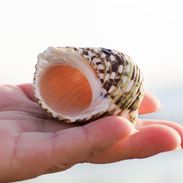 novelty items 3pcs natural shell sea snail small green salamander home decoration crafts aquarium landscaping hermit crab
novelty items 3pcs natural shell sea snail small green salamander home decoration crafts aquarium landscaping hermit crab
