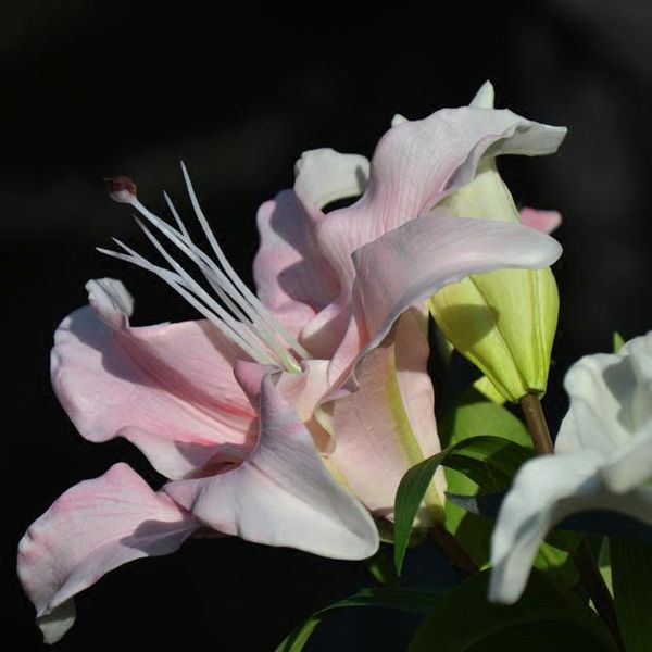 decorative flowers & wreaths artificial high-quality lily flower decoration for wedding
decorative flowers & wreaths artificial high-quality lily flower decoration for wedding