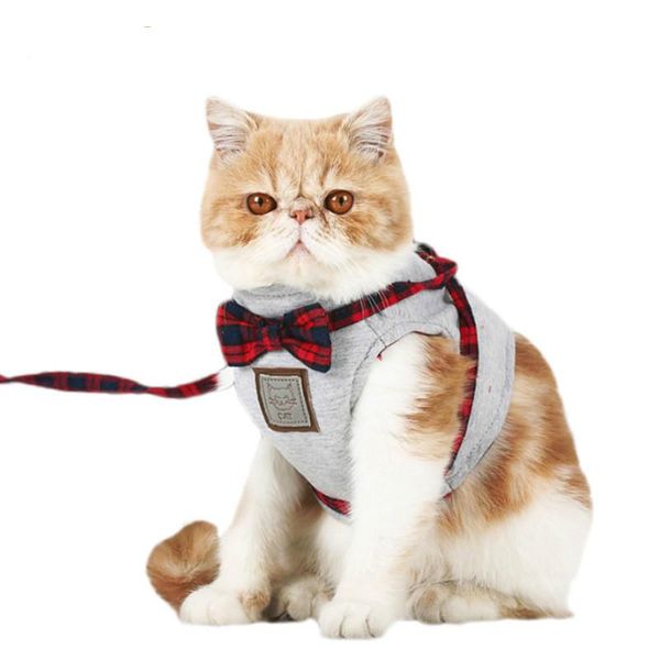 cat collars & leads pet products traction rope british wind
cat collars & leads pet products traction rope british wind