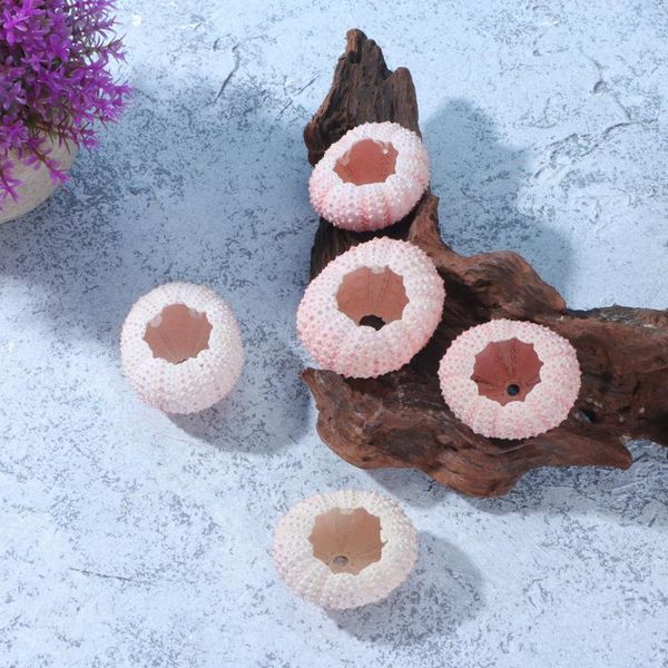 novelty items 6 pcs 3/4cm natural sea urchin shells conch tillandsia containers diy air plants planting pots (random color)
novelty items 6 pcs 3/4cm natural sea urchin shells conch tillandsia containers diy air plants planting pots (random color)