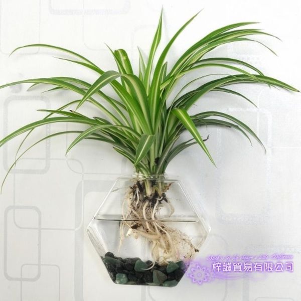 vases hexagon vase christmas hexahedron wall terrarium glass flower round sphere tablehome decoration transparent
vases hexagon vase christmas hexahedron wall terrarium glass flower round sphere tablehome decoration transparent