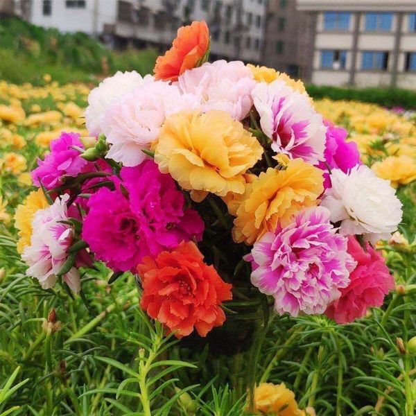 decorative flowers & wreaths 1000 pcs duble purslane sunflower seeds, bonsai flower plant for home garden, easy to grow,(not artificial flow
decorative flowers & wreaths 1000 pcs duble purslane sunflower seeds, bonsai flower plant for home garden, easy to grow,(not artificial flow