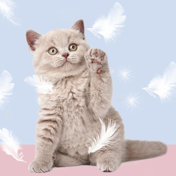 cat toys interactive wand toy feather with bells for indoor cats teaser kitten play chase exercise stick mascotas
cat toys interactive wand toy feather with bells for indoor cats teaser kitten play chase exercise stick mascotas